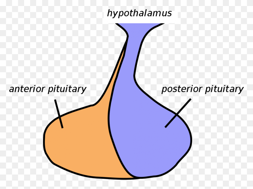 971x708 La Glándula Pituitaria, La Glándula Pituitaria De Pez, Diagrama De La Glándula Pituitaria Hd Png
