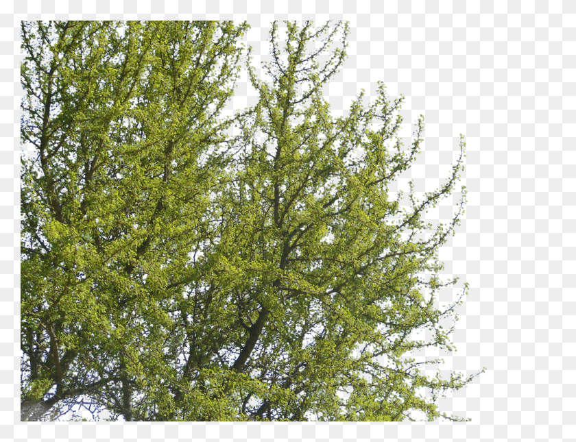 1280x960 Pix Rating Tree Corner, Растение, Куст, Растительность Hd Png Скачать