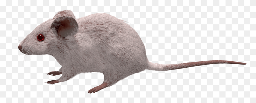 1250x447 Pixels Mouse, Animal, Mammal, Rodent HD PNG Download