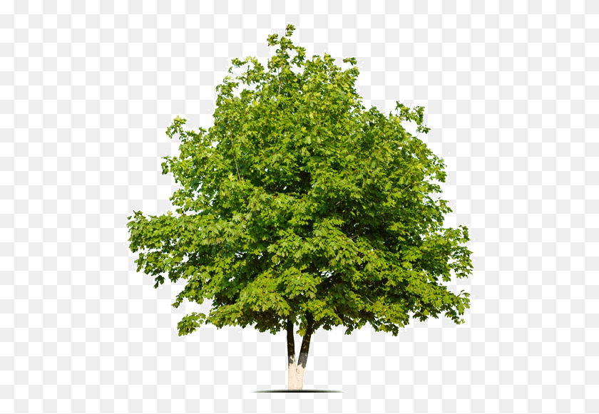 495x521 Placeholder Tree Psd Free, Plant, Maple, Oak HD PNG Download