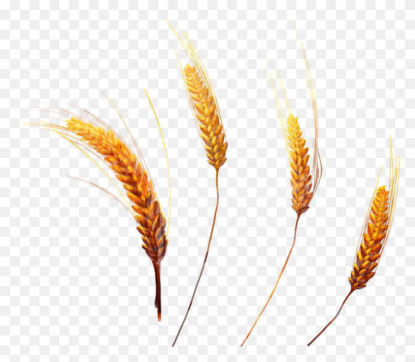 4457x3857 Png Простая Пшеница Тритикале
