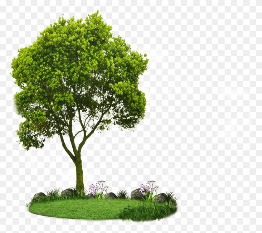 881x776 Вид Сверху Дерево Клипарт Маленькие Деревья, Растения, Растительность Hd Png Скачать