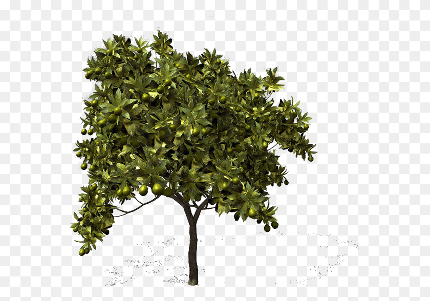 568x528 Plane, Tree, Plant, Potted Plant HD PNG Download