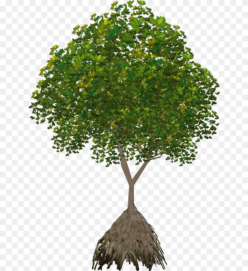 649x916 Plane, Potted Plant, Tree, Sycamore, Oak Clipart PNG