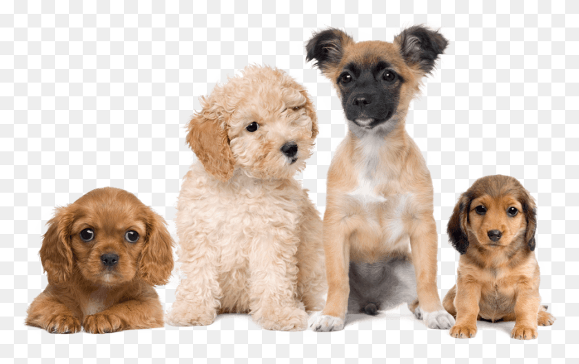 891x536 Planes De Salud Para Cachorros 4 Dogs White Background, Puppy, Dog, Pet HD PNG Download