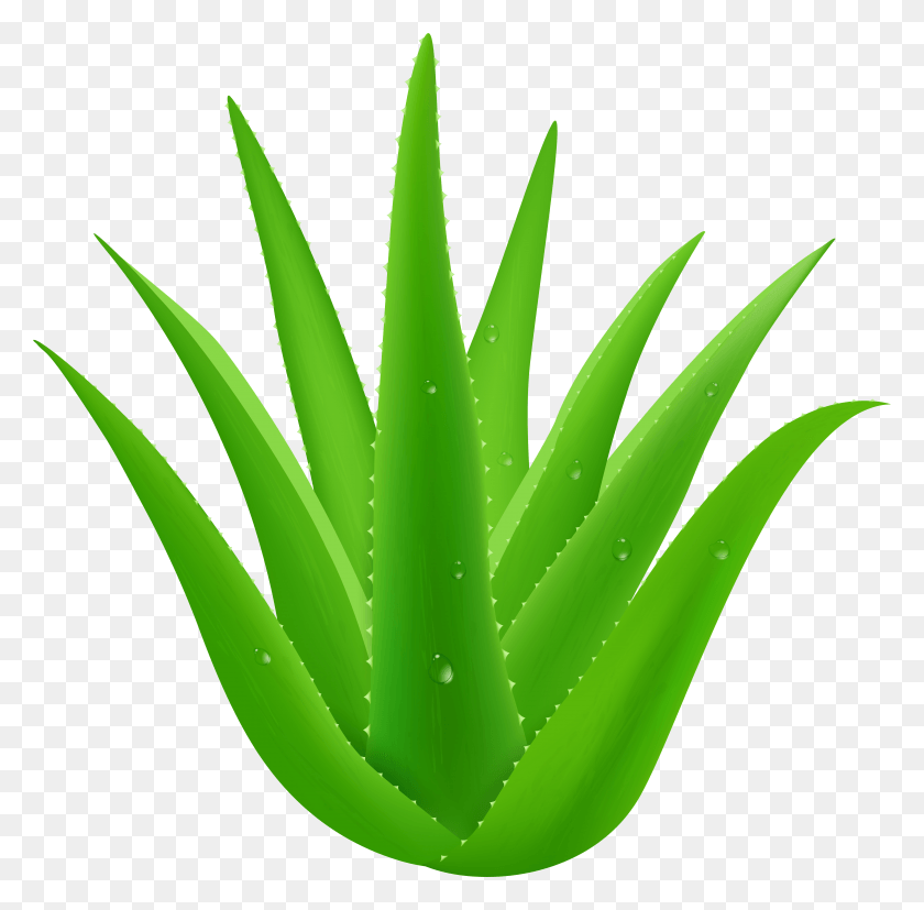 7917x7791 Planta Hd Png Descargar