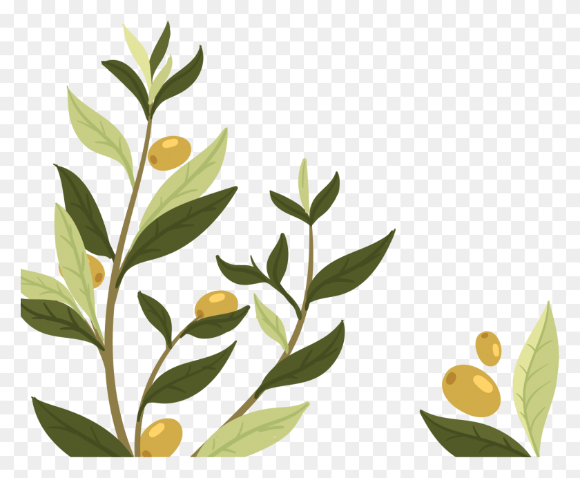 1388x1125 Plant Branch Nature Republic Ultra Hydrate Olive, Leaf, Vase, Jar HD PNG Download