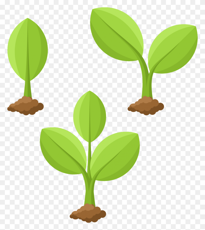 1034x1172 Plant Cartoon Drawing Flower Image With Transparent Planta En Crecimiento Dibujo, Leaf, Green, Sprout HD PNG Download