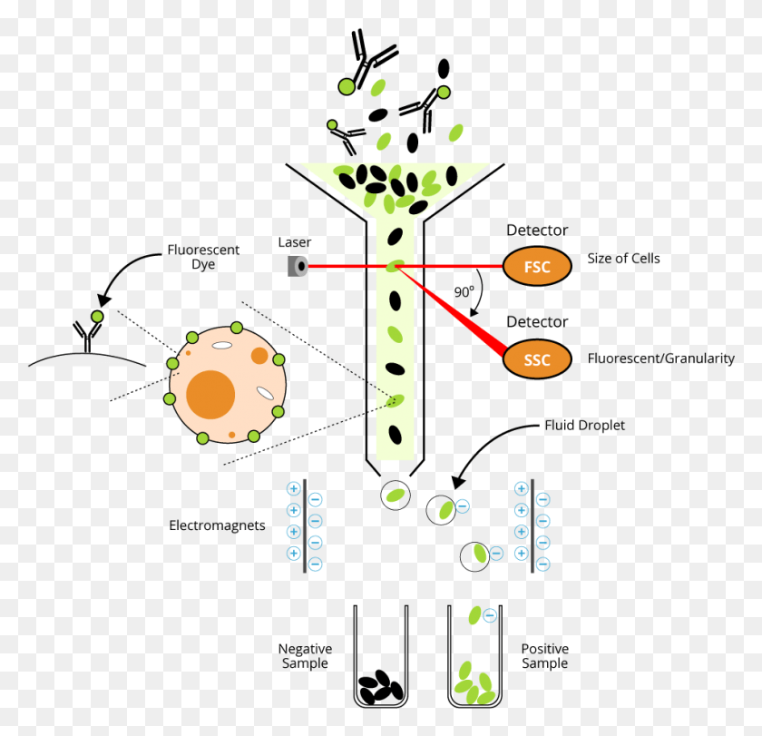 950x915 Plant Cell Flow Chart And Animal Cytometry Fundamental Facs, Text, Number, Symbol HD PNG Download