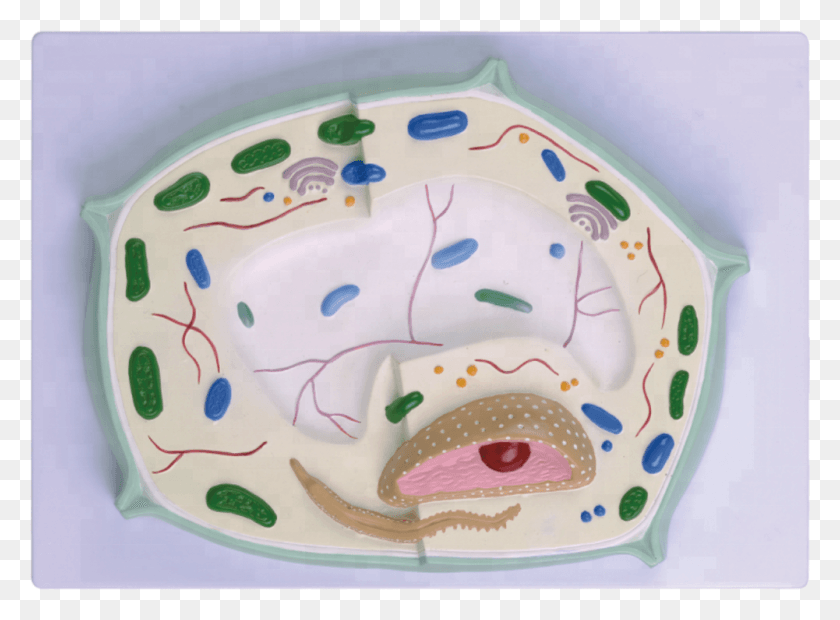 1001x719 Plant Cell Model 2000xfor School Teaching Pig, Cake, Dessert, Food HD PNG Download