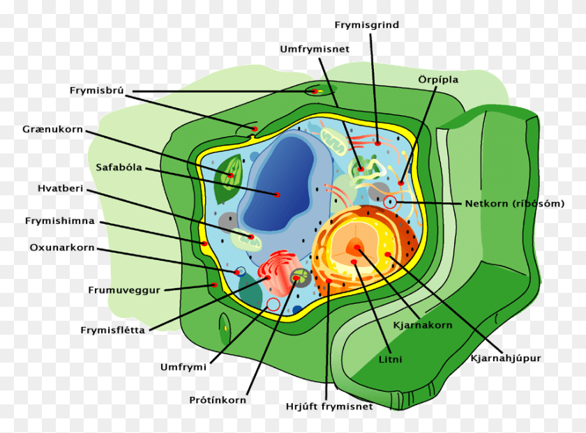 854x615 Plant Cell Structure Icelandic Text Identify The Organelles In The Cell, Nature, Hurricane, Storm HD PNG Download