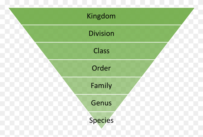 985x642 Пирамида Классификации Растений Классификация Растений, Треугольник, Участок, Диаграмма Hd Png Скачать