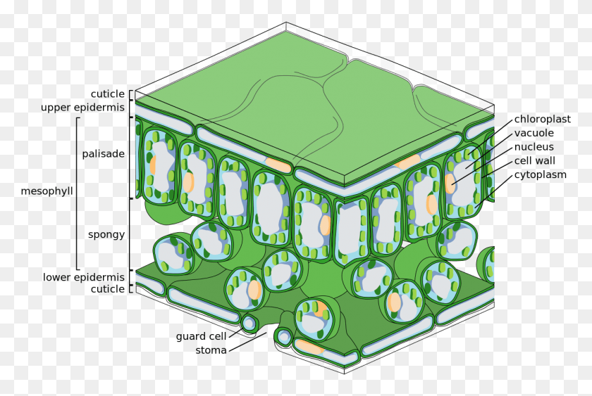 1264x816 Plant Cuticle Tea Leaf Structure, Green, Architecture, Building Descargar Hd Png