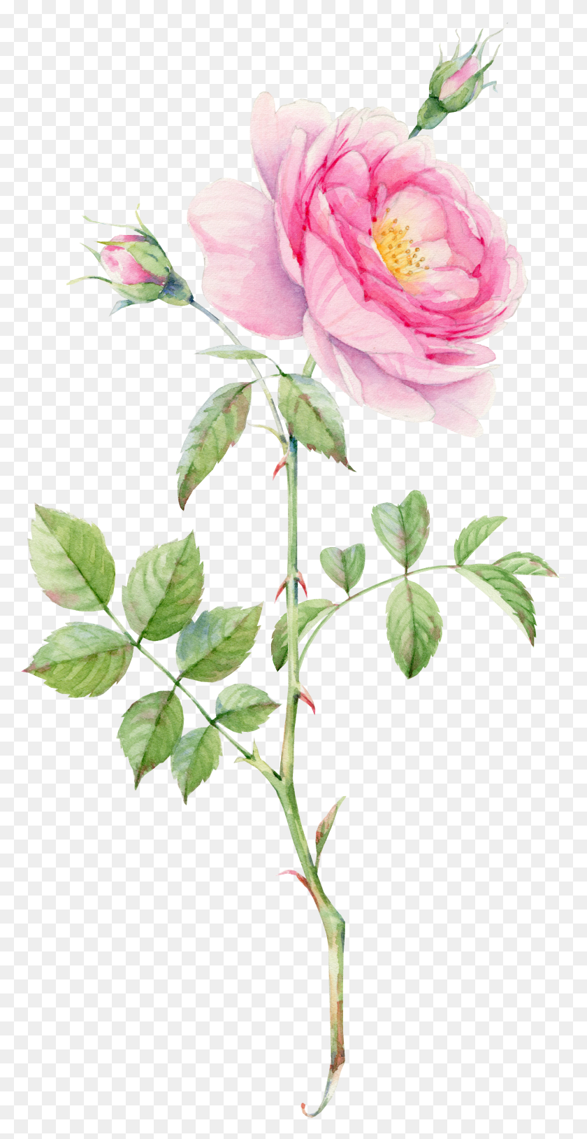 1993x4008 Plant Drawing Rose Bouquet Flower Bouquets Watercolor Rose Leaf Painting HD PNG Download