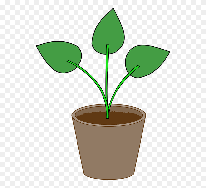 558x707 Plant Flowerpot Pot Gardening Leaf Houseplant, Cup, Tin, Graphics HD PNG Download