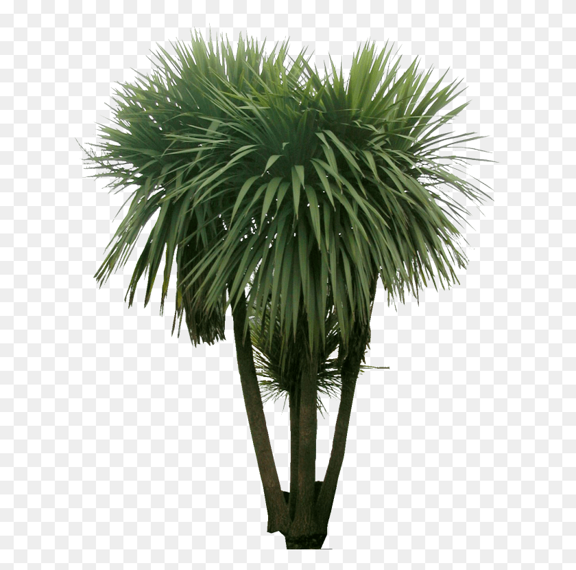 623x770 Descargar Png / Ilustración De Planta Entourage Imágenes De Photoshop Arco De Árboles De La India, Bush, Vegetación, Árbol Hd Png