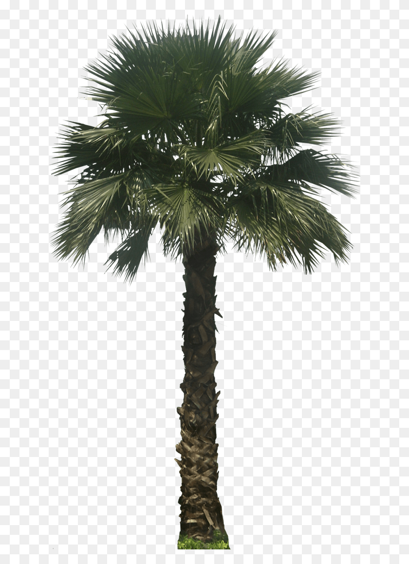 640x1100 Plant Images Plant Pictures Mexican Washingtonia Palm Tree, Tree, Arecaceae, Bird HD PNG Download