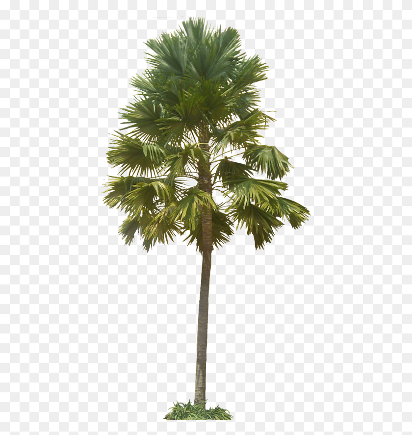 430x827 Plant Images Plant Pictures Tropical Livistona Rotundifolia, Tree, Palm Tree, Arecaceae HD PNG Download