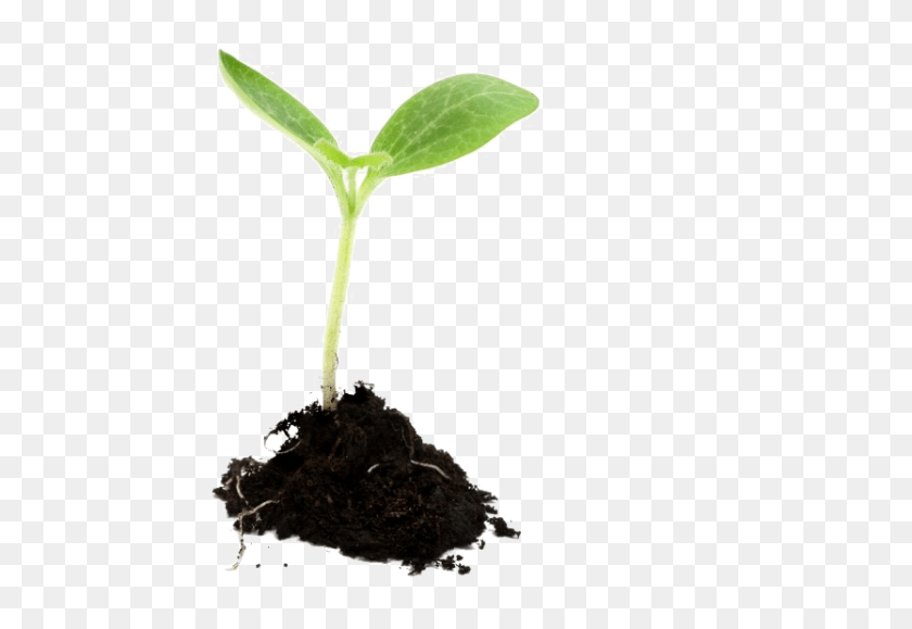834x555 Png Растение, Почва, Росток, Лист Hd Png