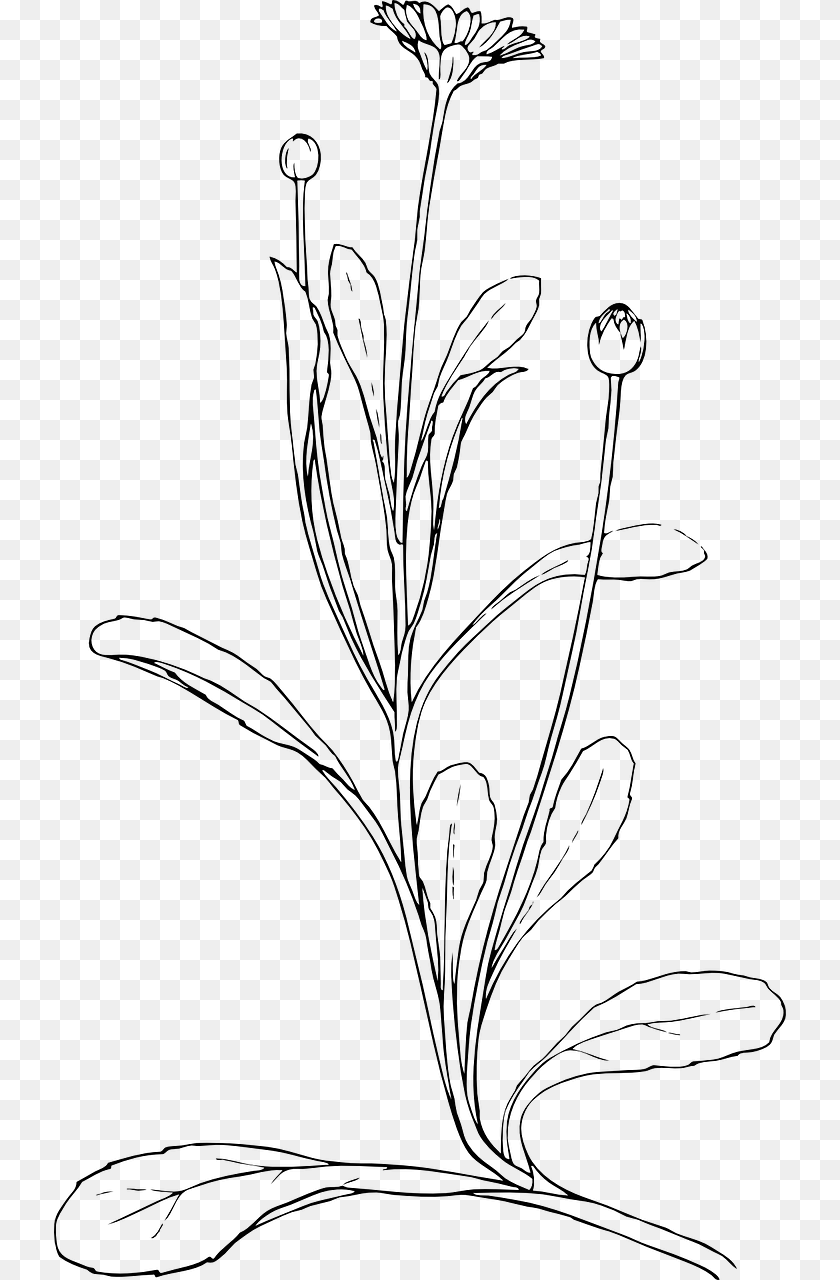 Plant Line Art Vector, Gray PNG