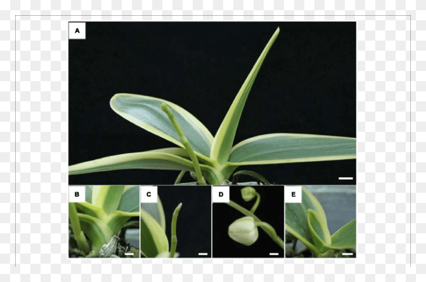 850x541 Phenotype Phalaenopsis Aphrodite Subsp Epidendrum, Цветок, Цвести, Лист Hd Png Скачать