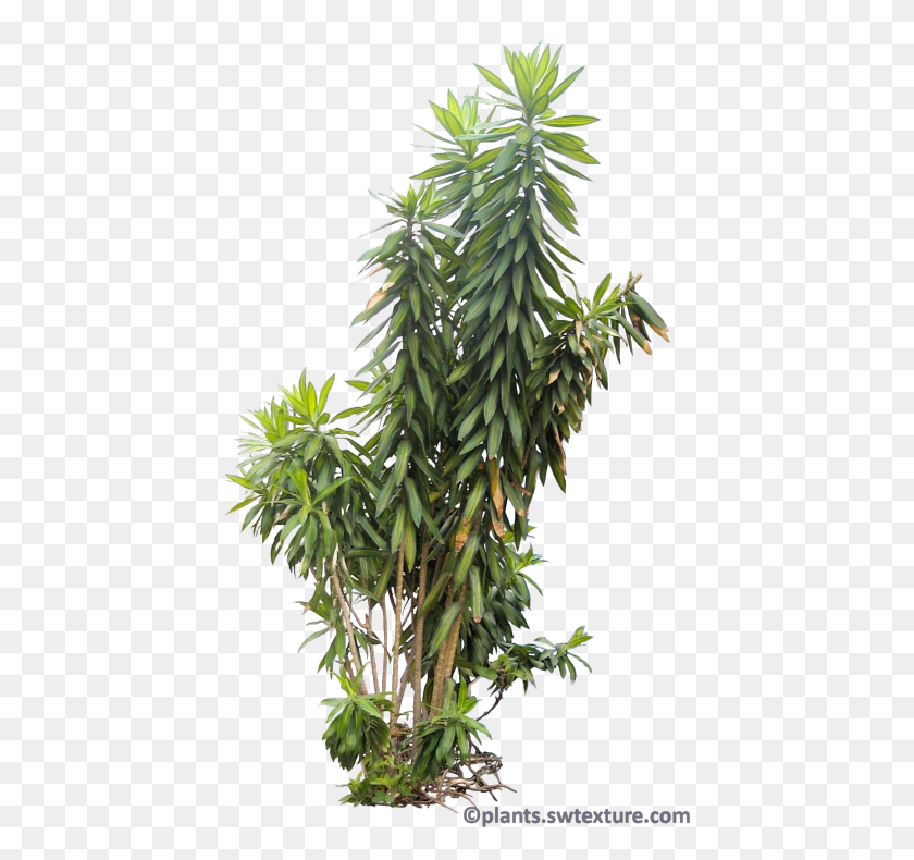 431x730 Plant Pictures Dracaena Reflexa Tropical Plants Tropical, Pineapple, Fruit, Food HD PNG Download