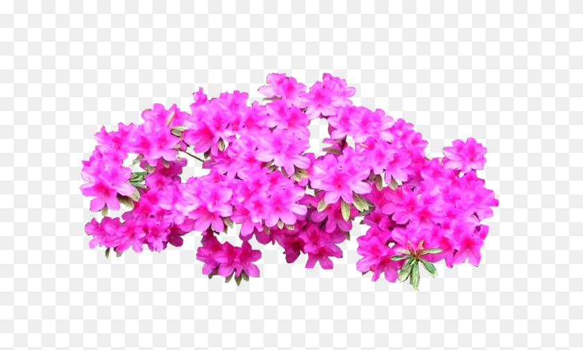 664x444 Plant Shrub Tree Bright Transprent Free Pink Azaleas, Geranium, Flower, Blossom HD PNG Download