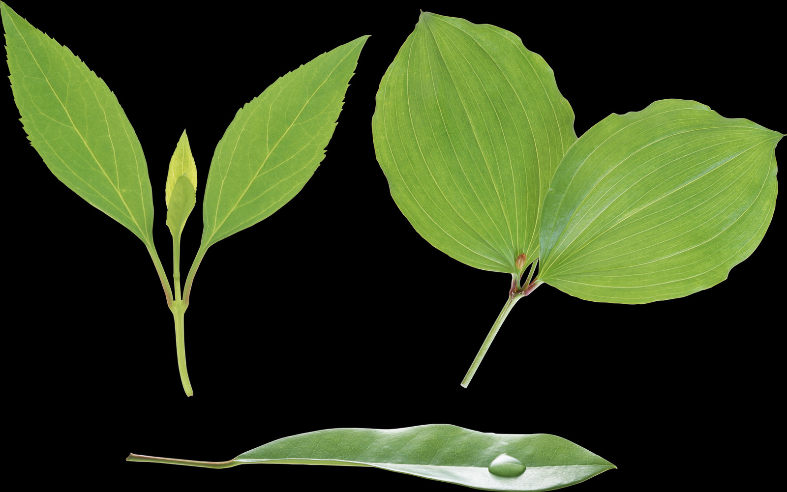 1600x1001 Plant Stem, Leaf, Green, Animal HD PNG Download