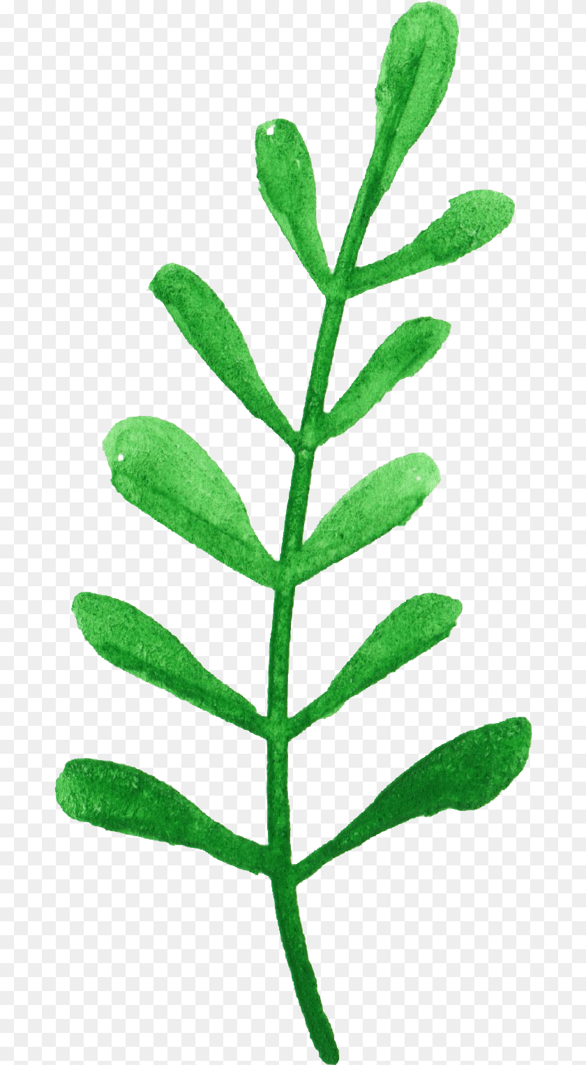 685x1526 Plant Stem, Herbal, Herbs, Leaf, Astragalus PNG