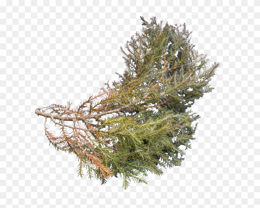 720x611 Plant Texture Pond Pine, Seaweed, Moss, Mineral HD PNG Download