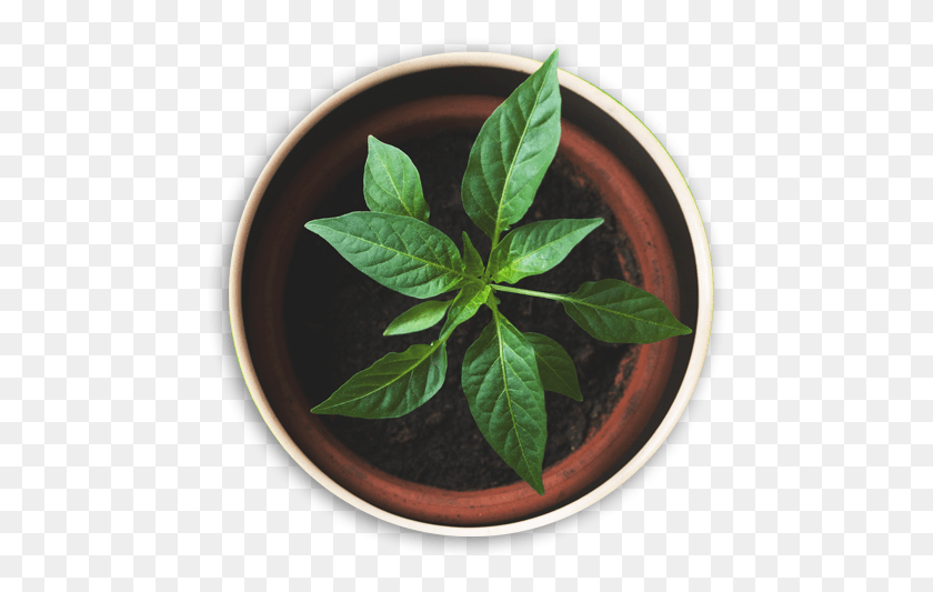471x473 Plant Top View, Leaf, Vase, Jar HD PNG Download