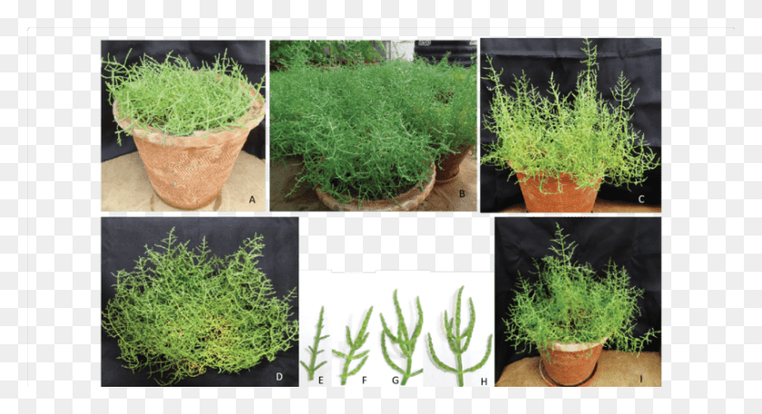 850x433 Plant Treated With Tape Water Plants Treated With Flowerpot, Potted Plant, Vase, Jar HD PNG Download