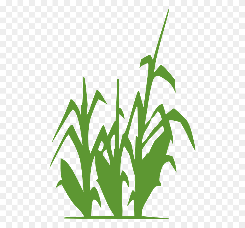 501x720 Planta Maiz Clipart Black And White Corn Stalks, Plant, Potted Plant, Vase HD PNG Download