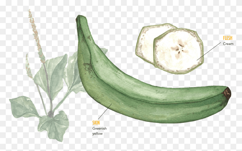 1838x1097 Подорожник Банан, Фрукты, Растение, Еда Hd Png Скачать