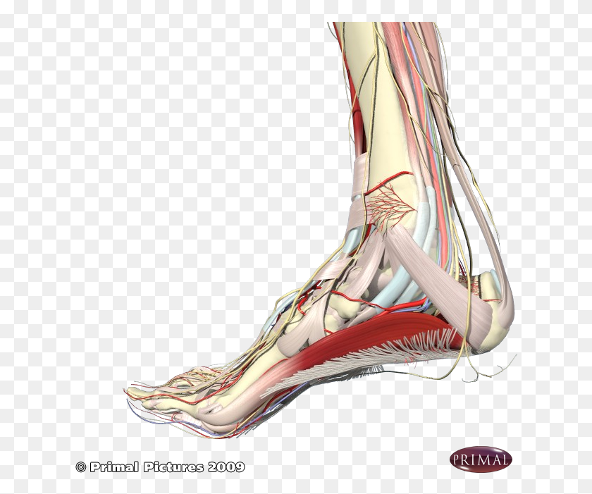 628x641 Plantar Fascia And Arch Muscles Foot Arch Muscles, Person, Human HD PNG Download
