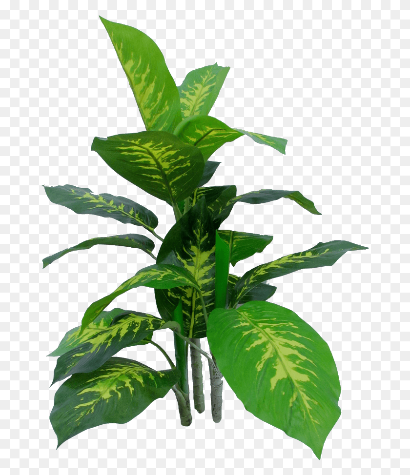 672x914 Plantas Artificiales Комнатное Растение, Лист, Растение, Acanthaceae Hd Png Скачать
