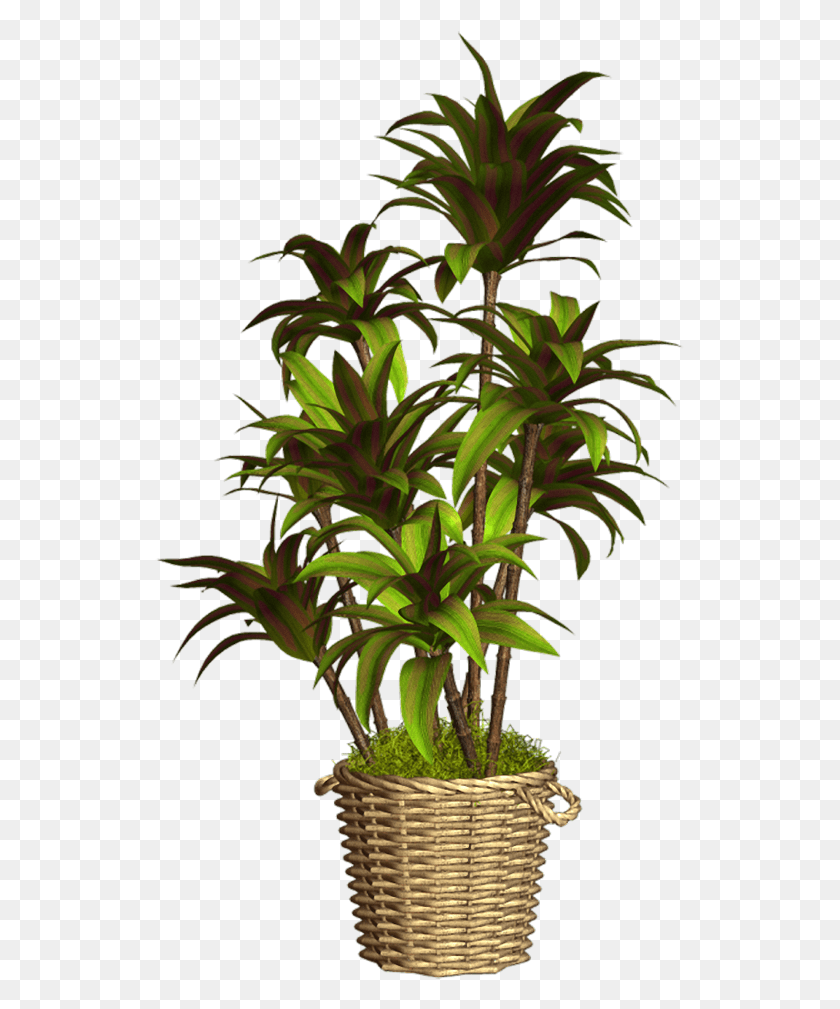 531x949 Plantas En Formato, Planta, Árbol, Acanthaceae Hd Png