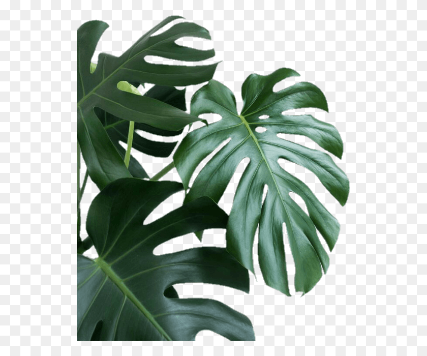 537x640 Plantas Hojas Naturaleza Aesthetic Plant Background, Leaf, Potted Plant, Vase HD PNG Download