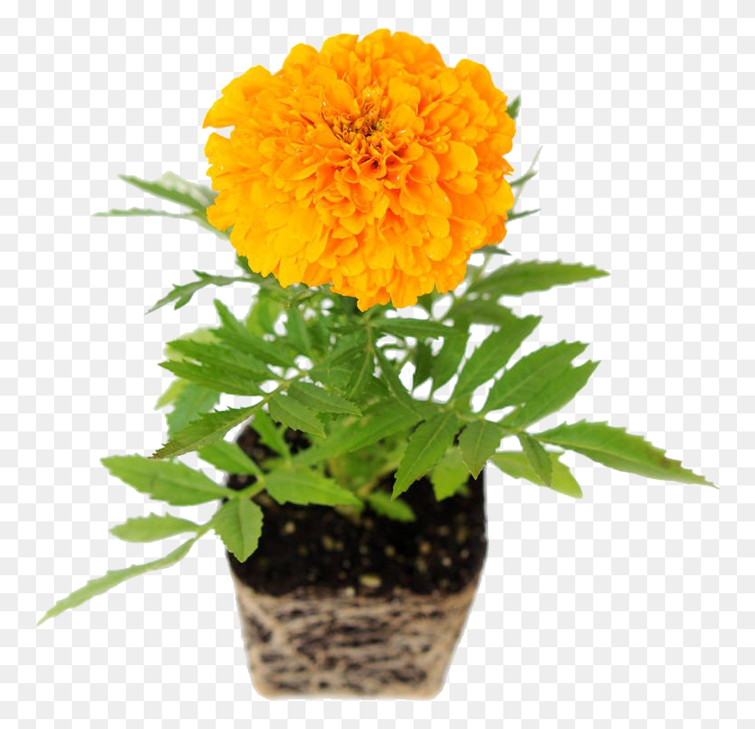 765x751 Plantas Maricol, Plant, Flower, Blossom HD PNG Download