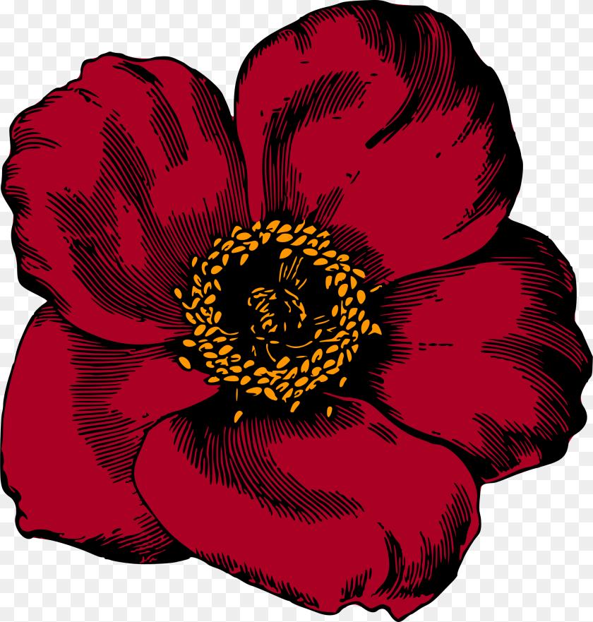 2288x2400 Plantflowerrose Order Flower Art Red Color, Anemone, Anther, Petal, Plant Sticker PNG