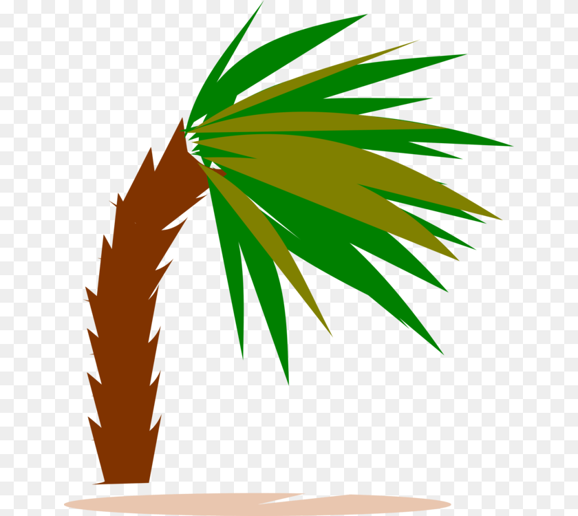 654x750 Plantleafarecales Palm Trees, Palm Tree, Plant, Tree, Leaf Transparent PNG