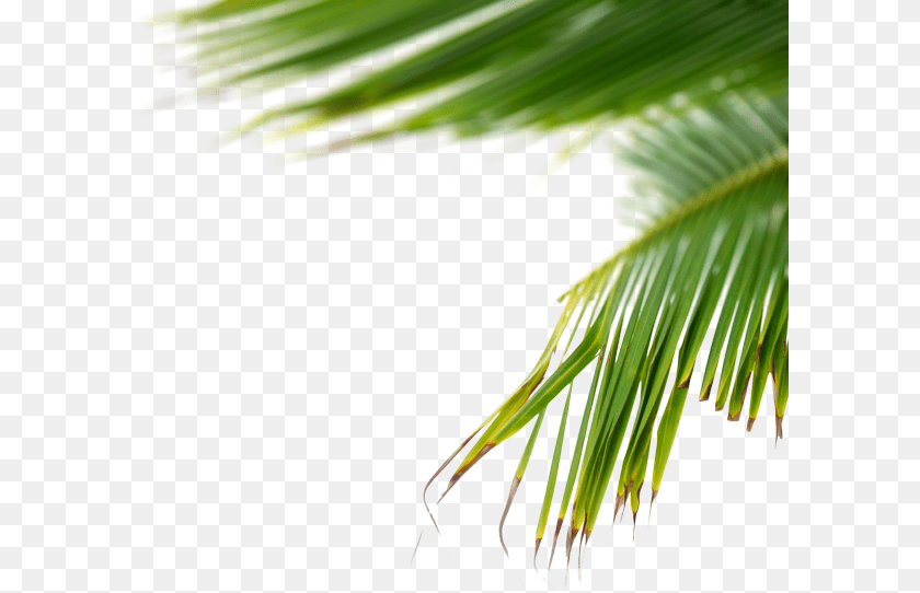 600x542 Plants, Leaf, Palm Tree, Plant, Summer PNG