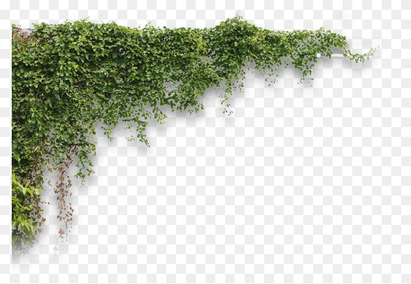 794x581 Plants, Vine, Plant, Ivy, Vegetation Transparent PNG