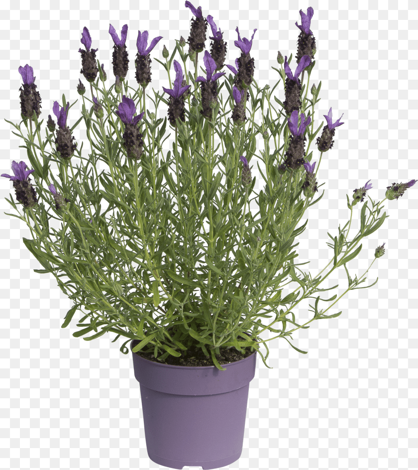 2421x2722 Plants Clipart PNG