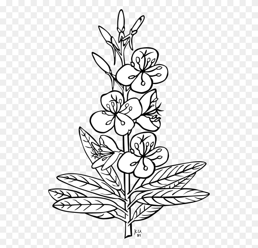 526x750 Plants Clipart Flower Plant Outline Pictures Of Flowers, Floral Design, Pattern, Graphics HD PNG Download