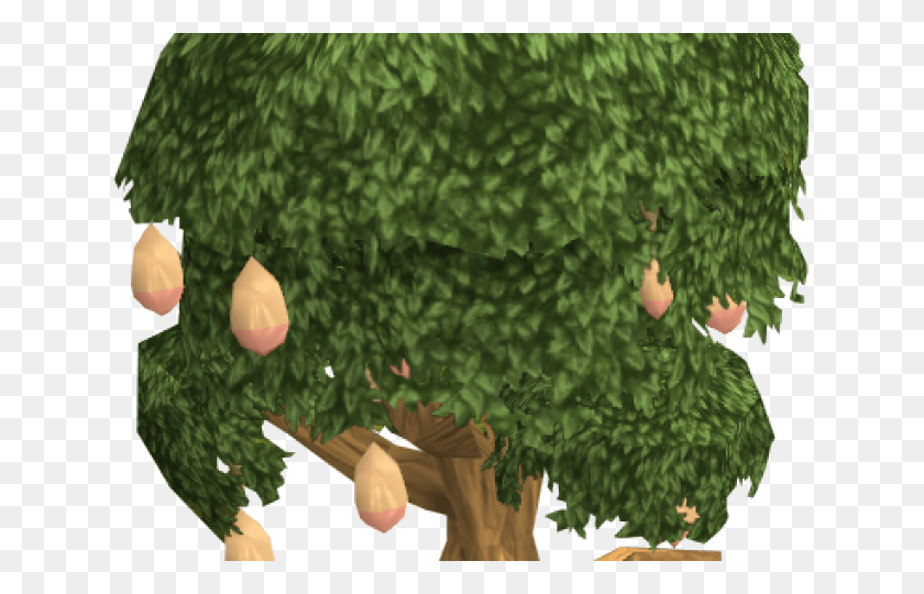 640x480 Манго Дерево Манго Дерево, Растение, Растительность, Животное Png Скачать