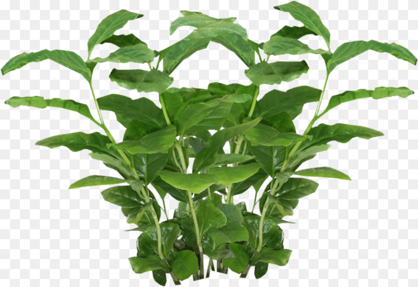 Plants Cole Amp Grey 3 Piece Iron Pot Planter Set, Plant, Leaf, Food, Leafy Green Vegetable Sticker PNG
