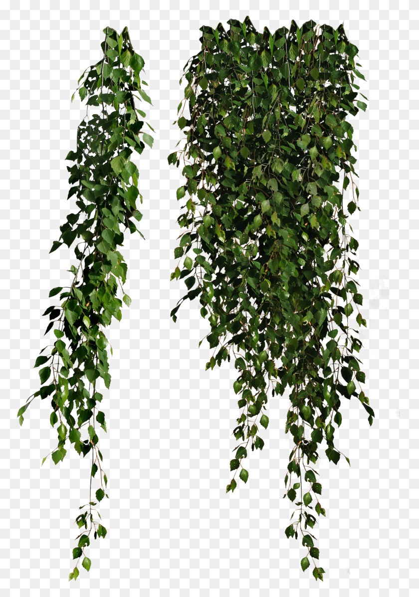 775x1137 Plants Falling Plant, Ivy, Tree, Vine Descargar Hd Png