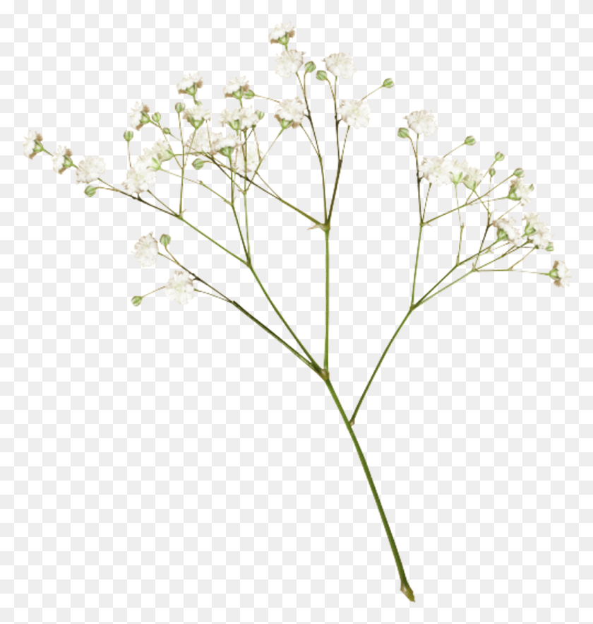 1024x1081 Цветок Растения Белый Эстетический Editpng, Растение, Цветение, Apiaceae Hd Png Скачать