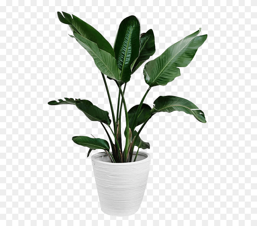 529x680 Descargar Png Plantas Planta Hoja Arecaceae Rama Verde Png